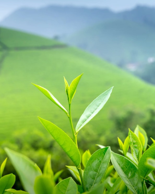 Tea